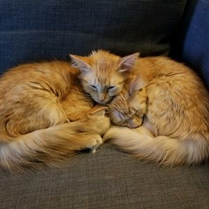 Meet your Posher, Renee